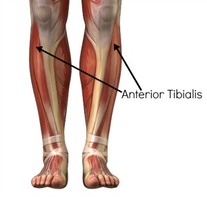 anterior tibialis