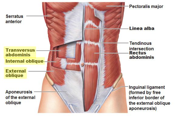 TA and obliques