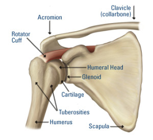 shoulder-joint