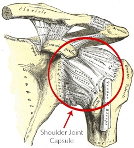 shoulder joint capsule